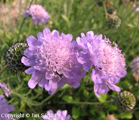 Scabiosa columbaria f. nana 'Pincushion Pink' kivikkotormakukka